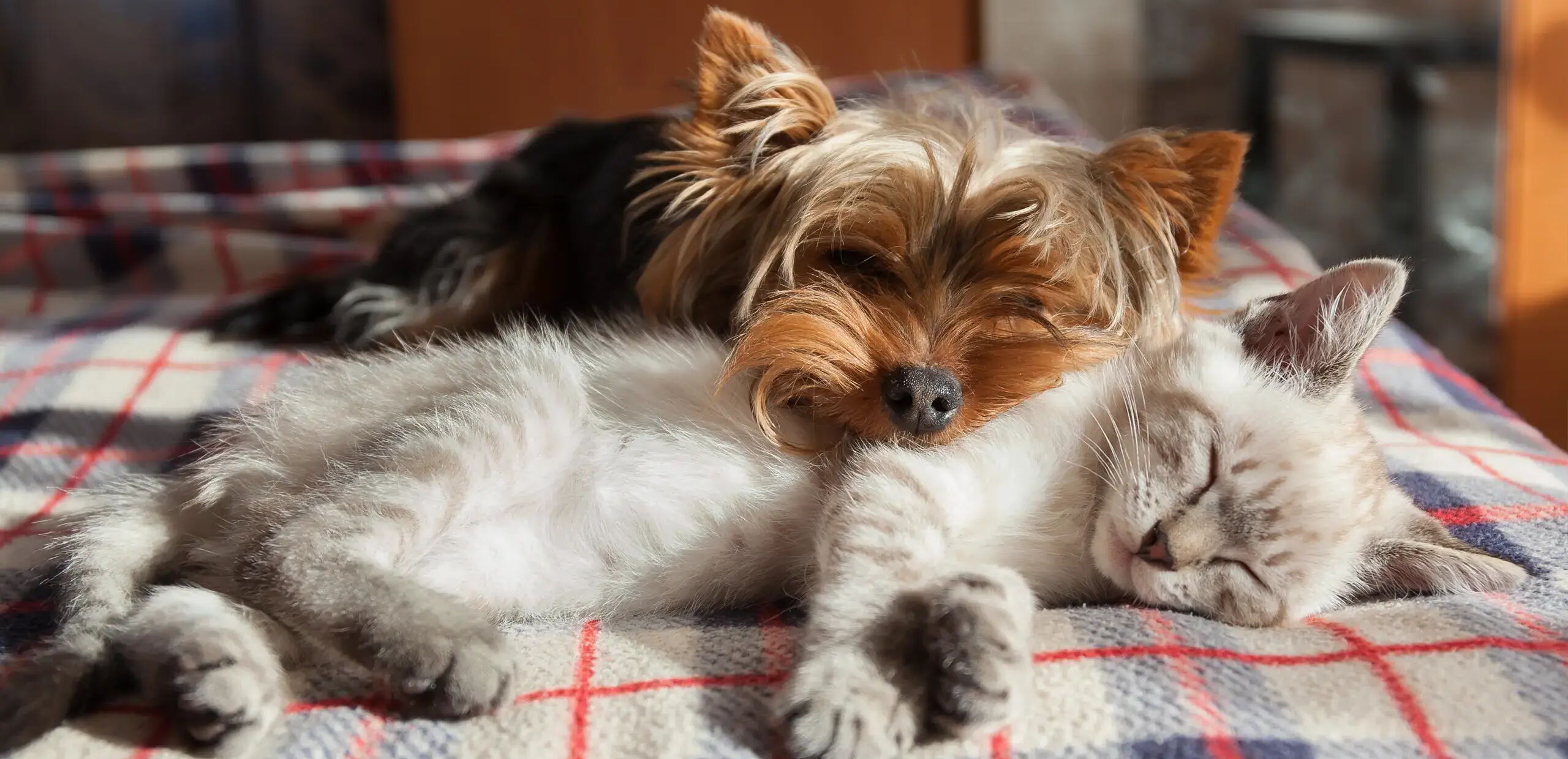 Ein kleiner Hund und eine Katze liegen zusammen auf einer karierten Decke und schlafen. Der Hund hat seinen Kopf auf den Rücken der Katze gelegt. Beide sehen entspannt und friedlich aus.