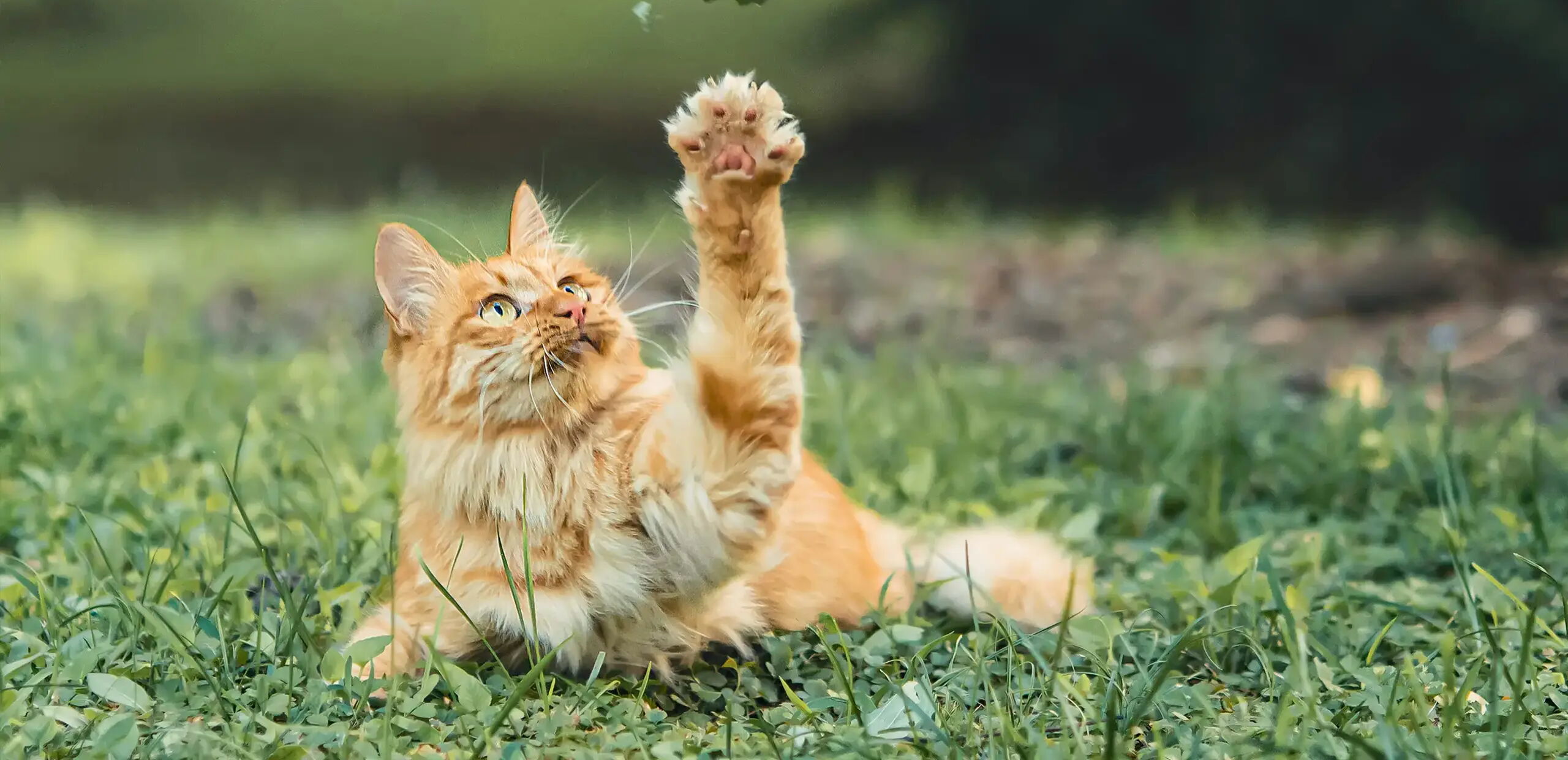 Eine orangefarbene Katze liegt auf einer Wiese und spielt mit einem hochgeworfenen Blatt. Die Katze hat große, aufmerksame Augen und ihre Pfote ist ausgestreckt. Im Hintergrund ist unscharf grünes Gras zu sehen.