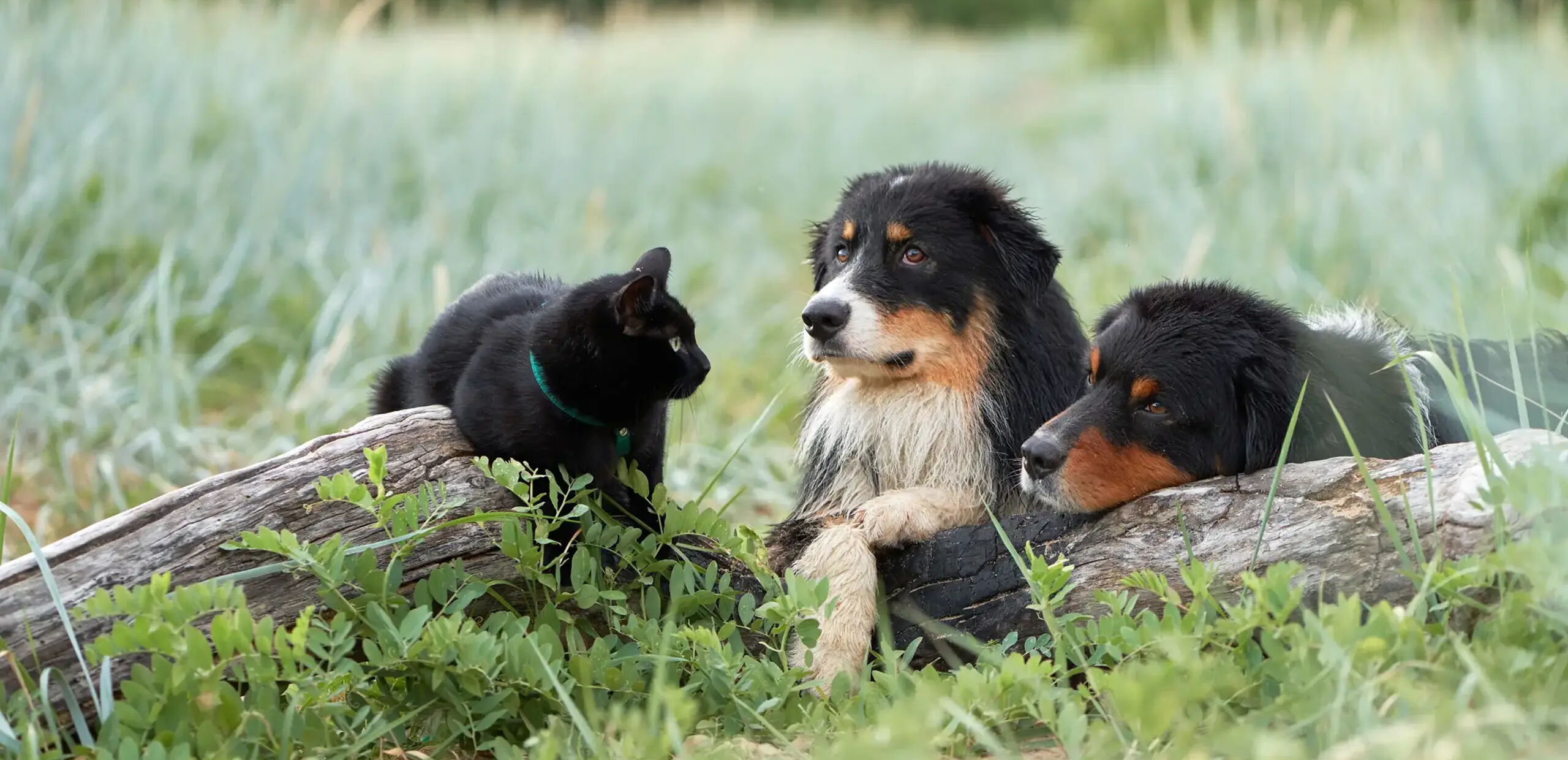 Ein schwarzes und zwei schwarz-braune Hunde liegen entspannt neben einem umgefallenen Baumstamm in einer grünen Wiese. Der eine Hund schaut den kleinen schwarzen Hund an, während der andere seinen Kopf auf den Stamm gelegt hat.
