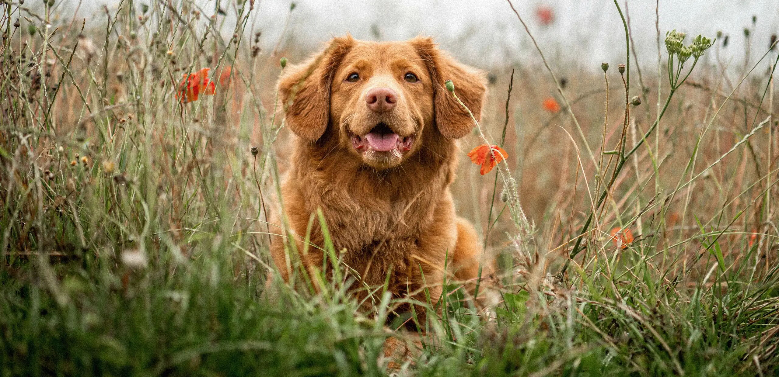Ein rotbrauner Hund mit hängenden Ohren sitzt in einer Wiese voller Wildblumen und Gräser. Der Hund schaut mit offenem Mund freundlich in die Kamera. Im Hintergrund sind unscharf weitere Pflanzen zu sehen.