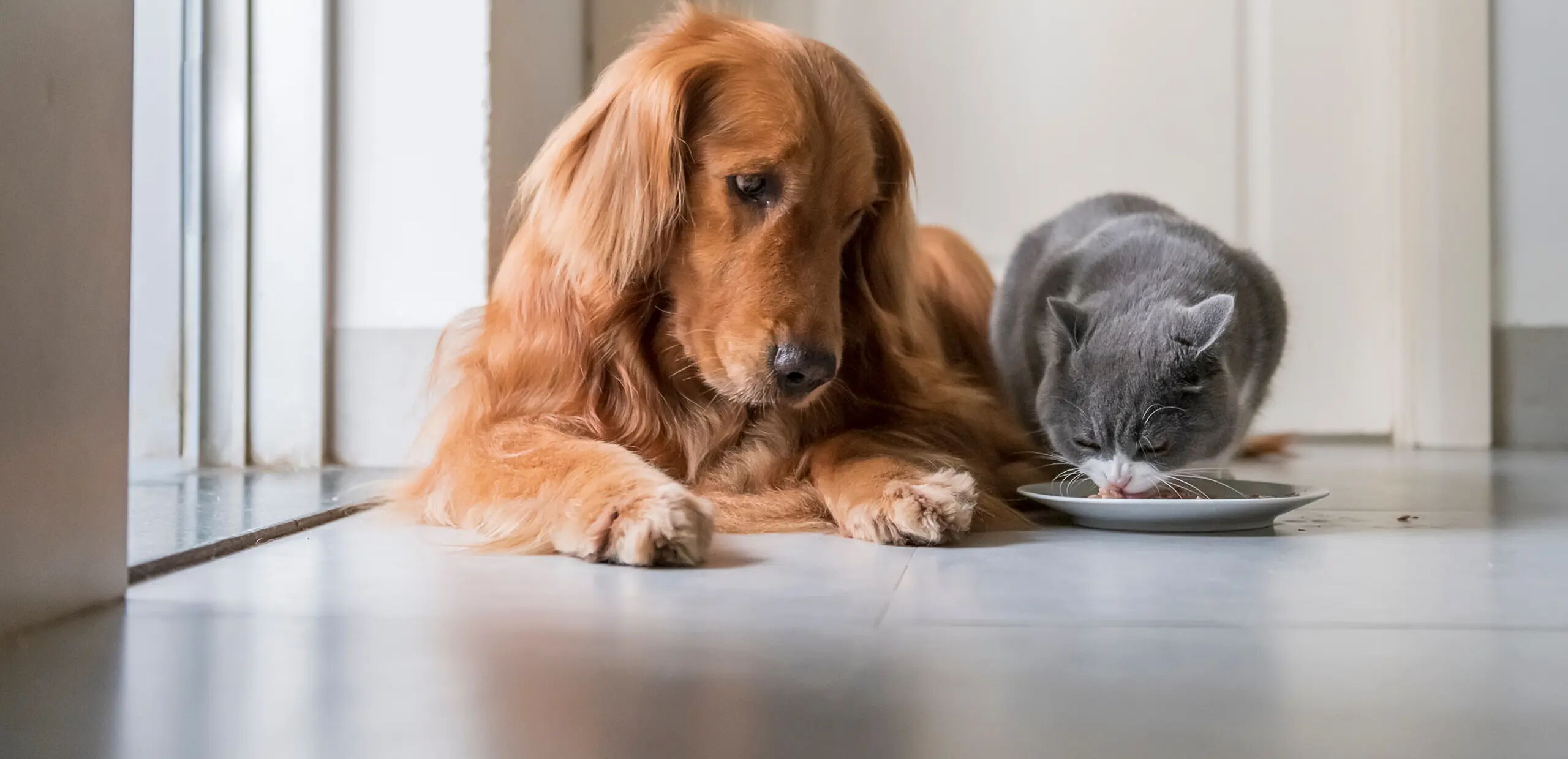 Ein großer, langhaariger, goldfarbener Hund liegt auf einem Boden und betrachtet eine graue Katze, die aus einem Futternapf frisst. Die Szene ist hell beleuchtet, vermutlich durch ein Fenster.