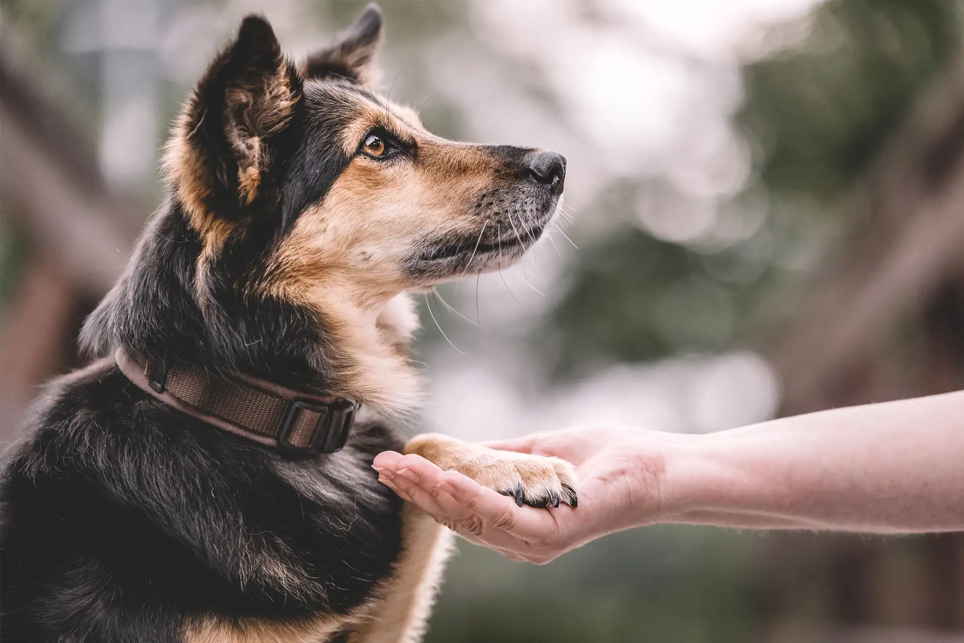 Ein Hund legt seine Pfote in die Hand einer Person. Der Hund schaut nach rechts und trägt ein Halsband. Der Hintergrund ist unscharf und zeigt grüne Vegetation.