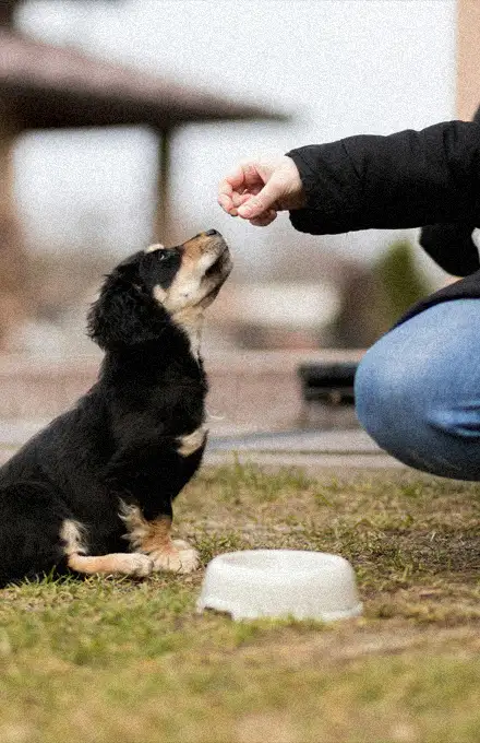 Ein schwarz-brauner Welpe sitzt auf dem Rasen und schaut zu einer Hand auf, die ihm Futter anbietet. Neben dem Hund steht ein leeres, weißes Schälchen. Im Hintergrund ist unscharfe Vegetation erkennbar.