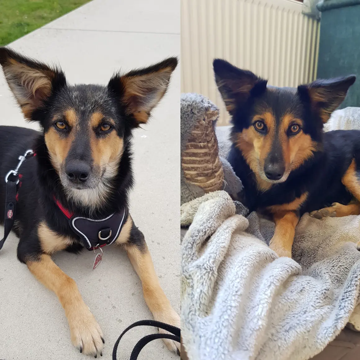 Zwei Bilder eines Hundes mit schwarzem und braunem Fell. Links liegt der Hund draußen auf Beton, rechts liegt er drinnen auf einer grauen Decke. Beide Male sind seine Ohren aufgestellt.